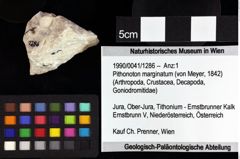 Foto (Objket + Etiketten) von Pithonoton marginatum (von Meyer, 1842) 